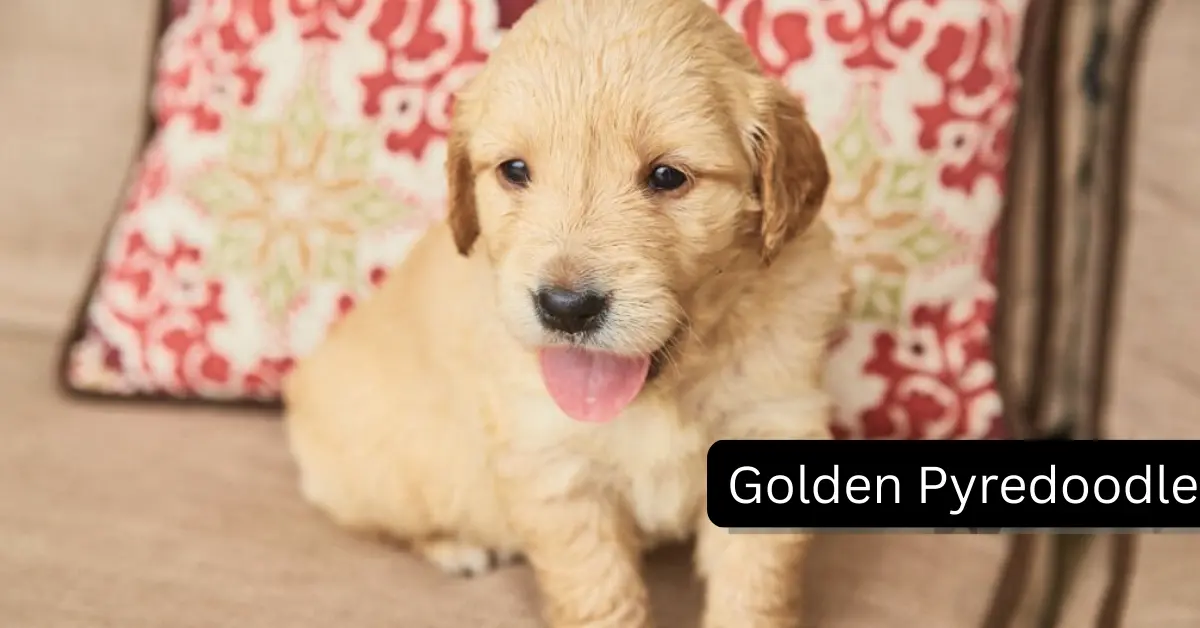 Golden Pyredoodles Are Easier to Groom