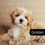 Golden Pyredoodle