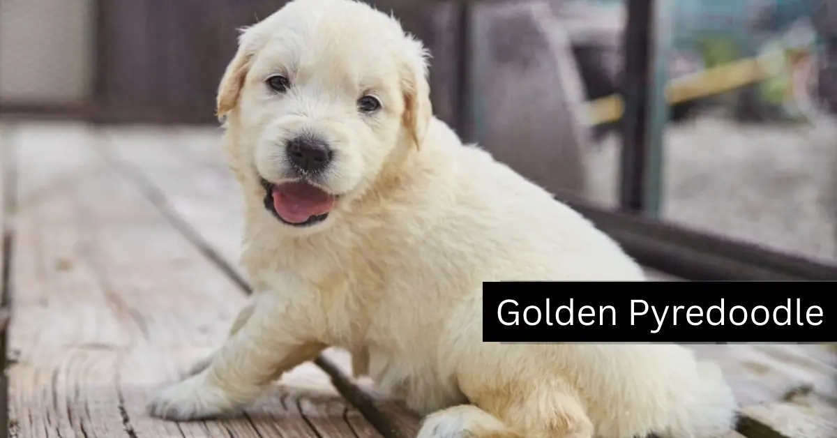 Golden Pyredoodle adopation