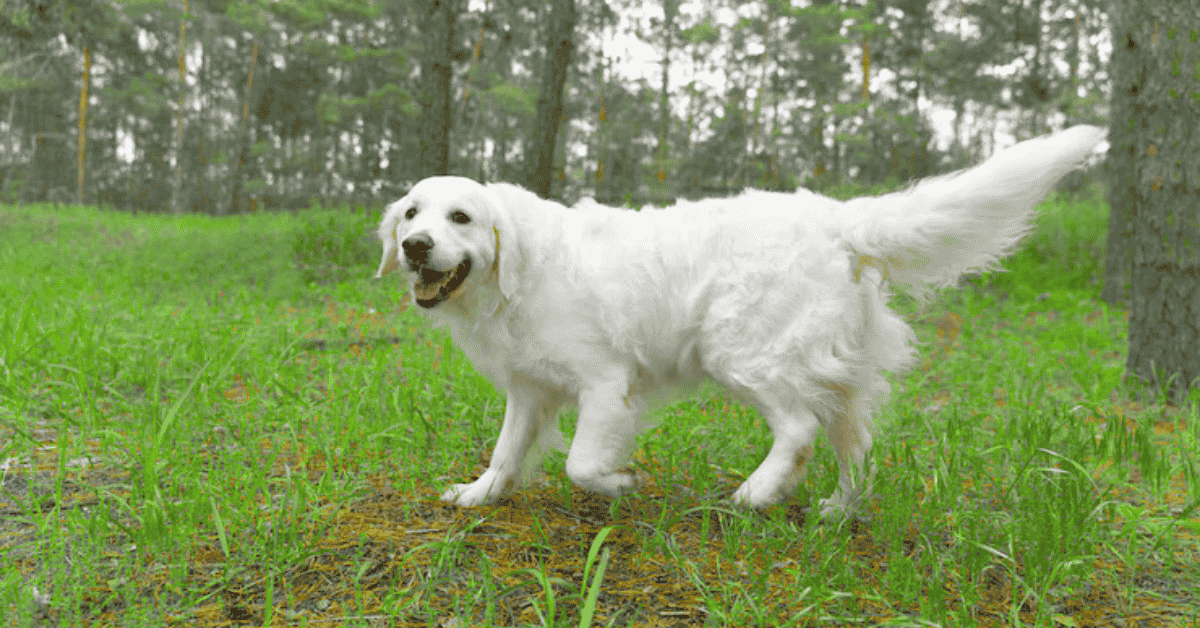 Great Pyrenees Dog breeders