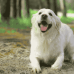 Great Pyrenees Dog: Size, Weight, Temperament, Lifespan & Puppy Guide