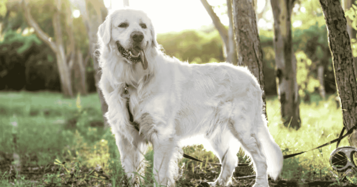 Great Pyrenees Dog grooming guide