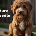 Miniature Pyredoodle ! Best Guide 2025