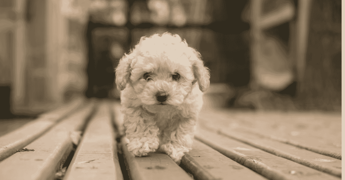 Pyredoodle Breed Traits and Temperament