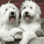 Top Pyredoodle Dog Breeders: What You Must Know Today